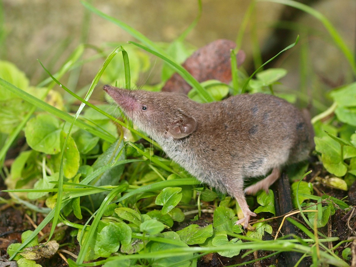 Crocidura russula